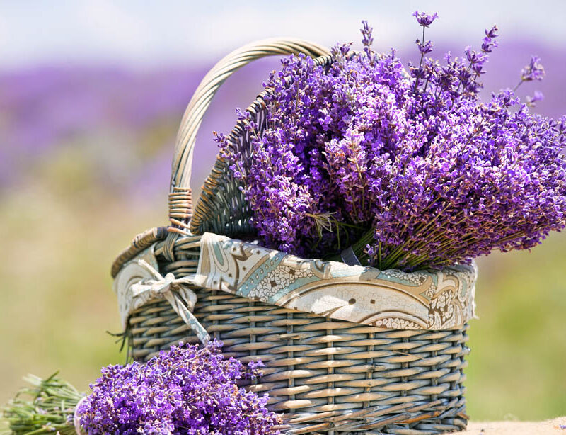 la storia e la coltivazione della lavanda