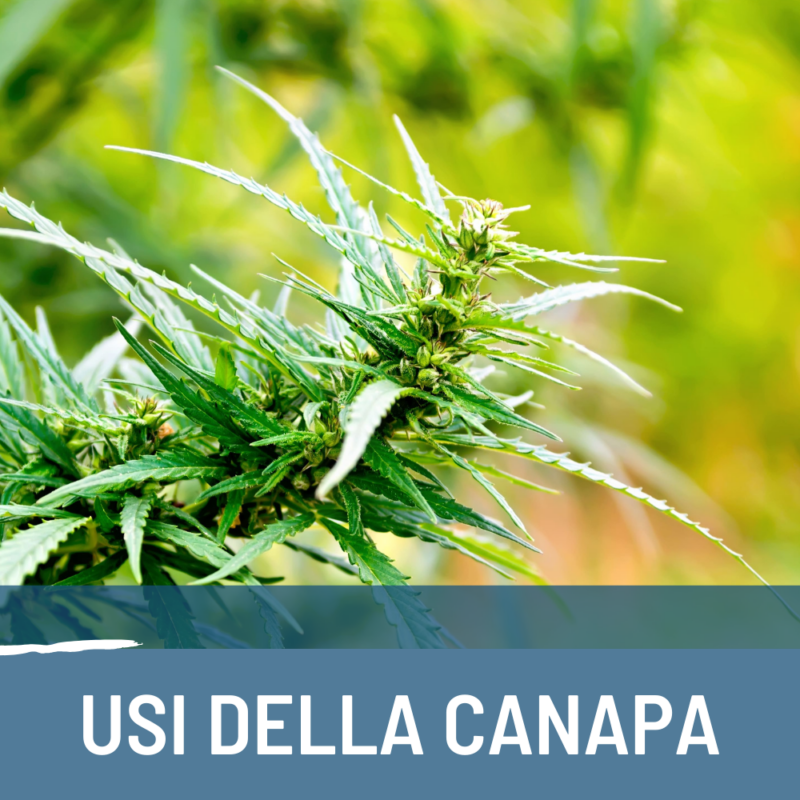 Usi della canapa: guida completa