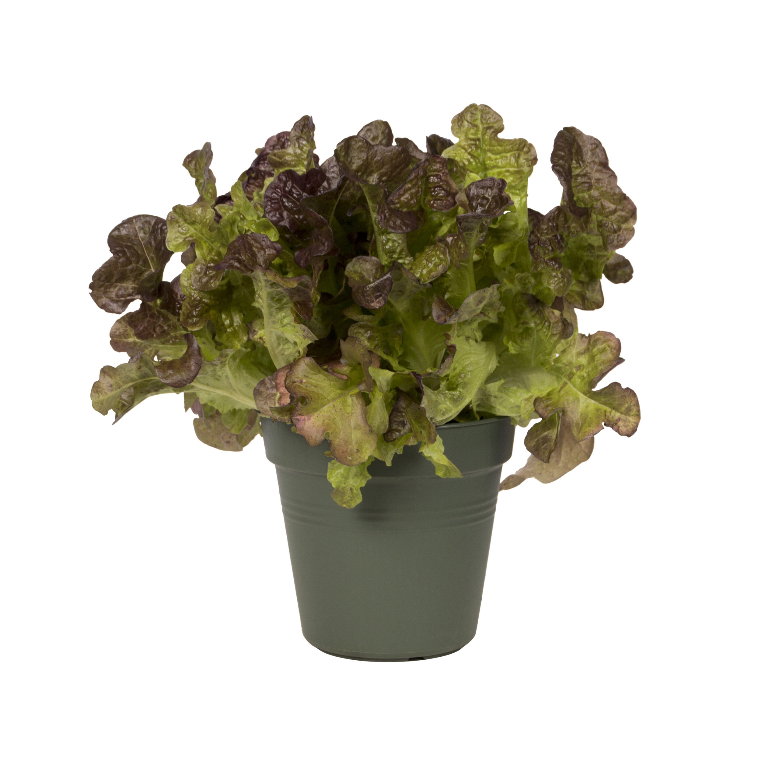 vaso di insalata
