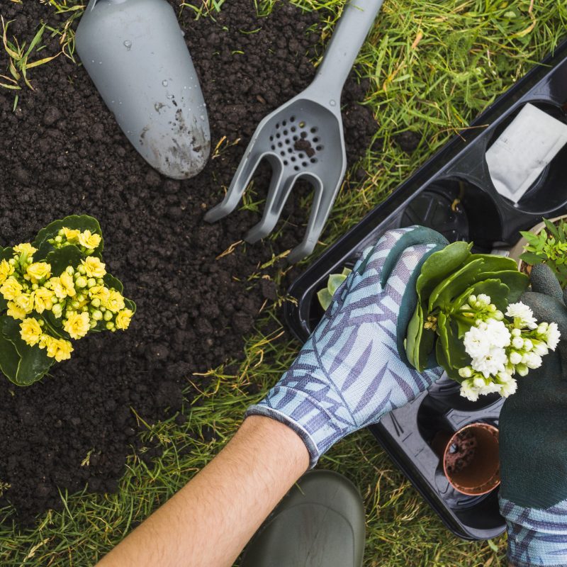 giardinaggio per principianti